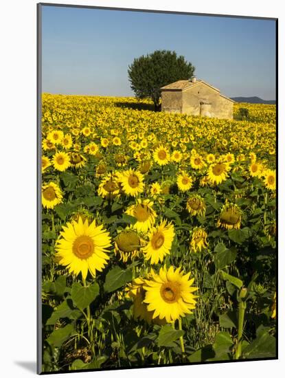 France, Provence, Old Farm House in Field of Sunflowers-Terry Eggers-Mounted Photographic Print