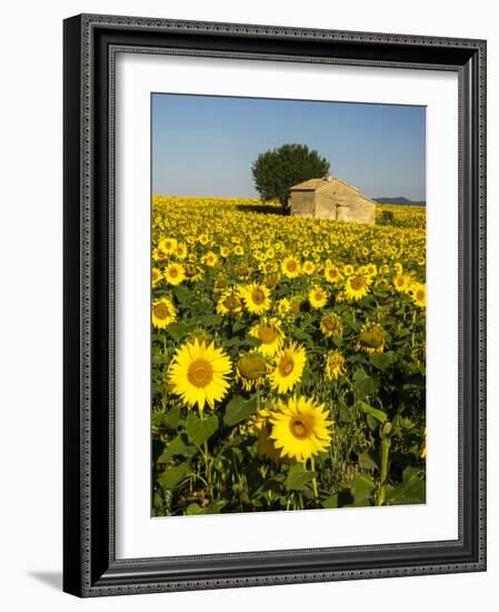 France, Provence, Old Farm House in Field of Sunflowers-Terry Eggers-Framed Photographic Print
