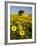 France, Provence, Old Farm House in Field of Sunflowers-Terry Eggers-Framed Photographic Print