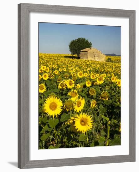 France, Provence, Old Farm House in Field of Sunflowers-Terry Eggers-Framed Photographic Print