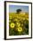 France, Provence, Old Farm House in Field of Sunflowers-Terry Eggers-Framed Photographic Print