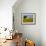 France, Provence, Old Farm House in Field of Sunflowers-Terry Eggers-Framed Photographic Print displayed on a wall