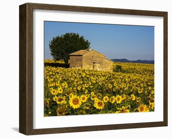 France, Provence, Old Farm House in Field of Sunflowers-Terry Eggers-Framed Photographic Print