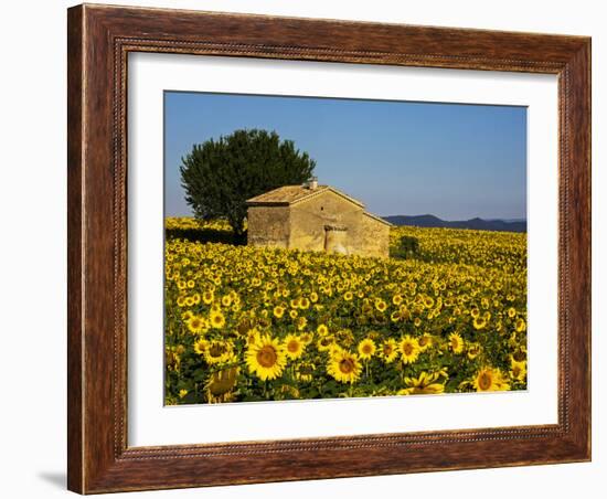 France, Provence, Old Farm House in Field of Sunflowers-Terry Eggers-Framed Photographic Print