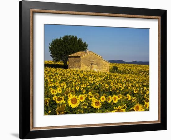 France, Provence, Old Farm House in Field of Sunflowers-Terry Eggers-Framed Photographic Print