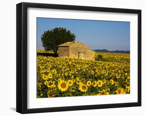 France, Provence, Old Farm House in Field of Sunflowers-Terry Eggers-Framed Photographic Print