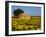 France, Provence, Old Farm House in Field of Sunflowers-Terry Eggers-Framed Photographic Print