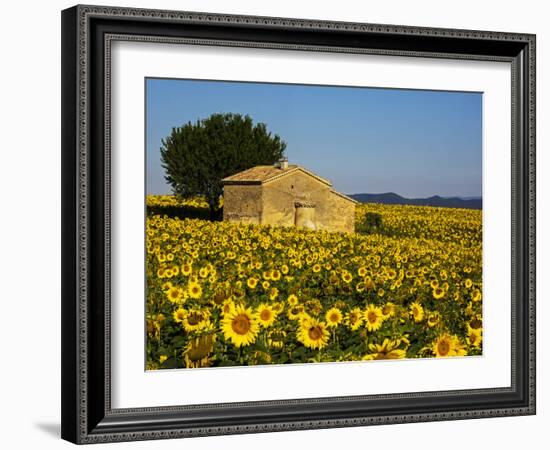 France, Provence, Old Farm House in Field of Sunflowers-Terry Eggers-Framed Photographic Print