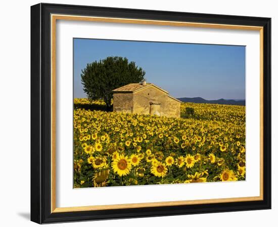 France, Provence, Old Farm House in Field of Sunflowers-Terry Eggers-Framed Photographic Print