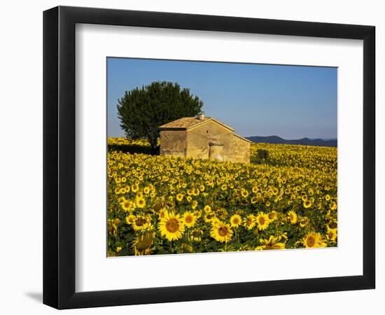 France, Provence, Old Farm House in Field of Sunflowers-Terry Eggers-Framed Photographic Print