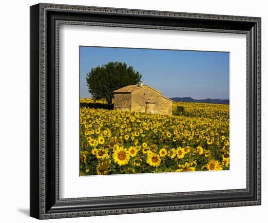 France, Provence, Old Farm House in Field of Sunflowers-Terry Eggers-Framed Photographic Print