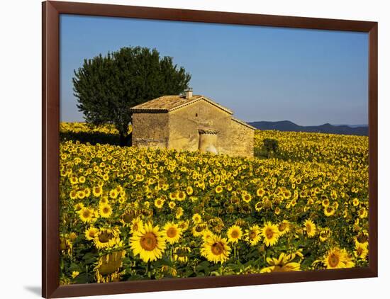 France, Provence, Old Farm House in Field of Sunflowers-Terry Eggers-Framed Photographic Print