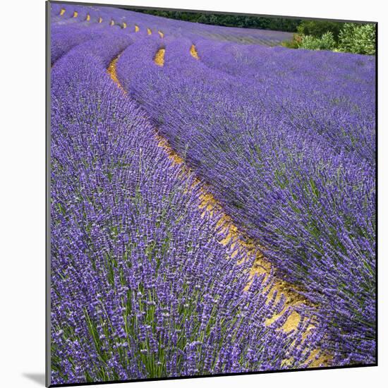 France, Provence, Roussillon, lavender-George Theodore-Mounted Photographic Print