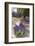 France, Provence, Sault. Bunch of Cut Lavender for Sale at a Shop-Brenda Tharp-Framed Photographic Print