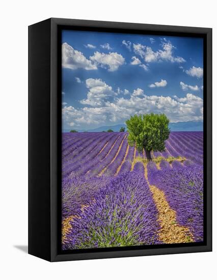 France, Provence, Valensole, Lone Tree in Lavender Field-Terry Eggers-Framed Premier Image Canvas