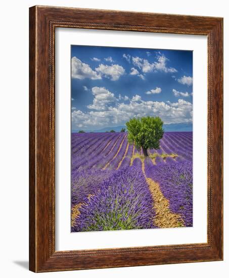 France, Provence, Valensole, Lone Tree in Lavender Field-Terry Eggers-Framed Photographic Print
