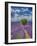 France, Provence, Valensole, Lone Tree in Lavender Field-Terry Eggers-Framed Photographic Print