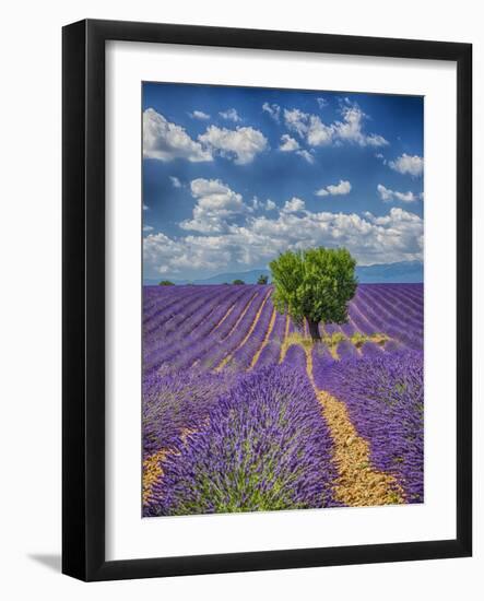 France, Provence, Valensole, Lone Tree in Lavender Field-Terry Eggers-Framed Photographic Print