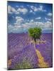 France, Provence, Valensole, Lone Tree in Lavender Field-Terry Eggers-Mounted Photographic Print