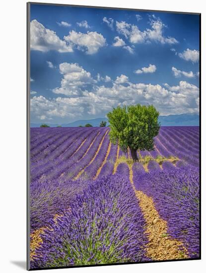 France, Provence, Valensole, Lone Tree in Lavender Field-Terry Eggers-Mounted Photographic Print