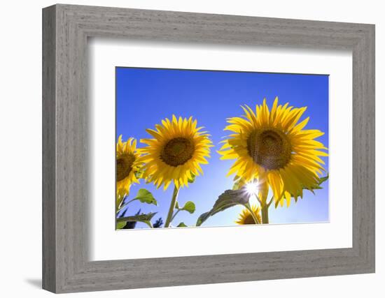 France, Provence, Valensole Plateau. Sunburst on sunflowers.-Jaynes Gallery-Framed Photographic Print