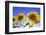 France, Provence, Valensole Plateau. Sunburst on sunflowers.-Jaynes Gallery-Framed Photographic Print