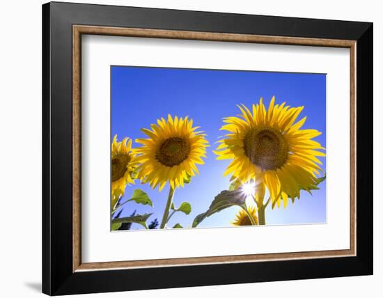 France, Provence, Valensole Plateau. Sunburst on sunflowers.-Jaynes Gallery-Framed Photographic Print