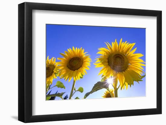 France, Provence, Valensole Plateau. Sunburst on sunflowers.-Jaynes Gallery-Framed Photographic Print