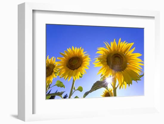 France, Provence, Valensole Plateau. Sunburst on sunflowers.-Jaynes Gallery-Framed Photographic Print