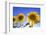 France, Provence, Valensole Plateau. Sunburst on sunflowers.-Jaynes Gallery-Framed Photographic Print