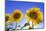 France, Provence, Valensole Plateau. Sunburst on sunflowers.-Jaynes Gallery-Mounted Photographic Print