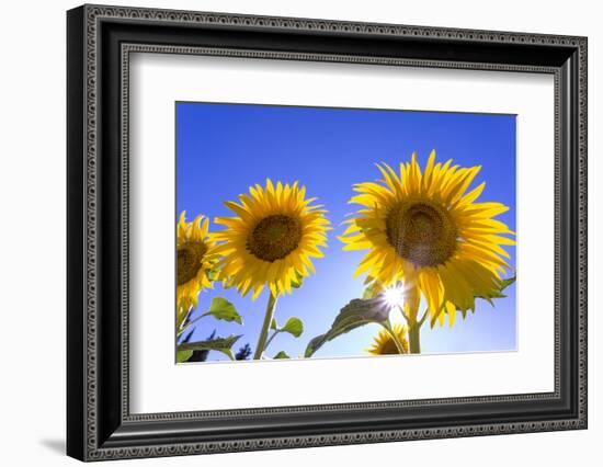 France, Provence, Valensole Plateau. Sunburst on sunflowers.-Jaynes Gallery-Framed Photographic Print