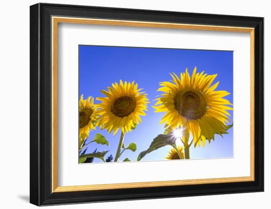 France, Provence, Valensole Plateau. Sunburst on sunflowers.-Jaynes Gallery-Framed Photographic Print