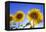 France, Provence, Valensole Plateau. Sunburst on sunflowers.-Jaynes Gallery-Framed Premier Image Canvas