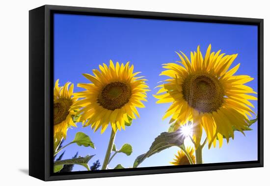 France, Provence, Valensole Plateau. Sunburst on sunflowers.-Jaynes Gallery-Framed Premier Image Canvas