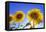 France, Provence, Valensole Plateau. Sunburst on sunflowers.-Jaynes Gallery-Framed Premier Image Canvas