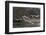 France, Sauerdelta in Alsace, whopper swan in the flight.-Roland T. Frank-Framed Photographic Print