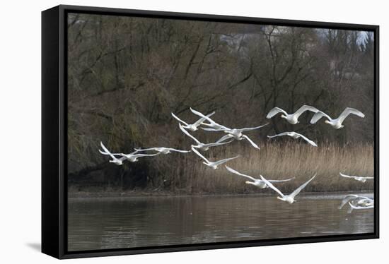 France, Sauerdelta in Alsace, whopper swan in the flight.-Roland T. Frank-Framed Stretched Canvas