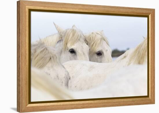 France, The Camargue, Saintes-Maries-de-la-Mer. Camargue Horse herd.-Ellen Goff-Framed Premier Image Canvas