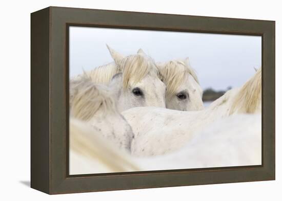 France, The Camargue, Saintes-Maries-de-la-Mer. Camargue Horse herd.-Ellen Goff-Framed Premier Image Canvas