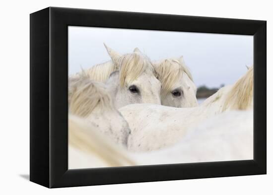 France, The Camargue, Saintes-Maries-de-la-Mer. Camargue Horse herd.-Ellen Goff-Framed Premier Image Canvas