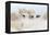 France, The Camargue, Saintes-Maries-de-la-Mer. Camargue Horse herd.-Ellen Goff-Framed Premier Image Canvas