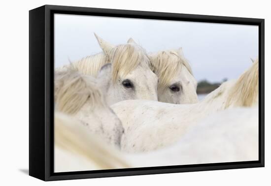 France, The Camargue, Saintes-Maries-de-la-Mer. Camargue Horse herd.-Ellen Goff-Framed Premier Image Canvas