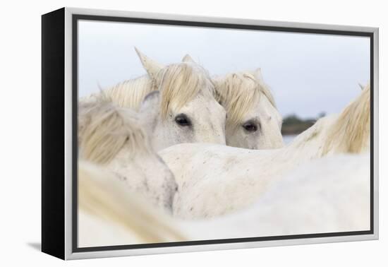 France, The Camargue, Saintes-Maries-de-la-Mer. Camargue Horse herd.-Ellen Goff-Framed Premier Image Canvas