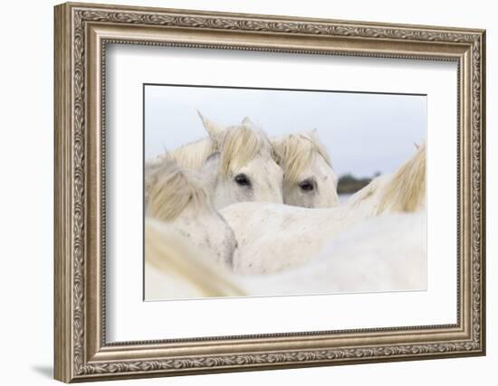 France, The Camargue, Saintes-Maries-de-la-Mer. Camargue Horse herd.-Ellen Goff-Framed Photographic Print