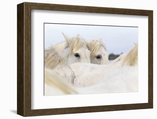 France, The Camargue, Saintes-Maries-de-la-Mer. Camargue Horse herd.-Ellen Goff-Framed Photographic Print