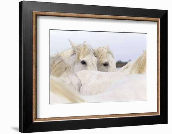 France, The Camargue, Saintes-Maries-de-la-Mer. Camargue Horse herd.-Ellen Goff-Framed Photographic Print