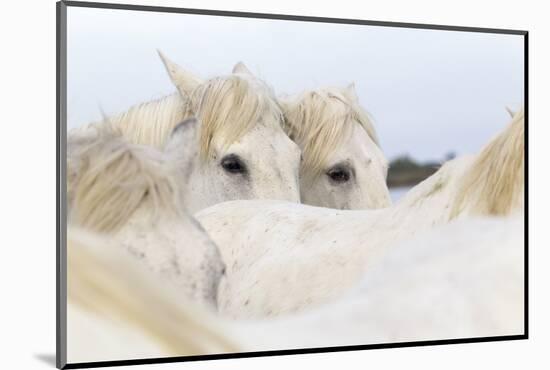 France, The Camargue, Saintes-Maries-de-la-Mer. Camargue Horse herd.-Ellen Goff-Mounted Photographic Print