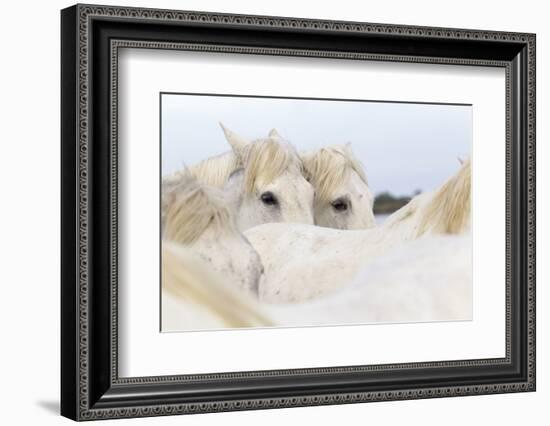 France, The Camargue, Saintes-Maries-de-la-Mer. Camargue Horse herd.-Ellen Goff-Framed Photographic Print