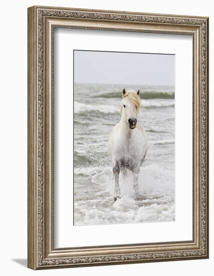 France, The Camargue, Saintes-Maries-de-la-Mer. Camargue horse in the Mediterranean Sea.-Ellen Goff-Framed Photographic Print